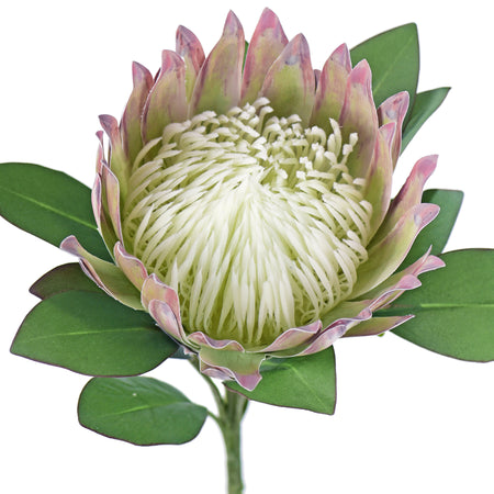 Chestnut Floral White King Protea Silk Tropical Artificial Flowers 2.5 feet Tall