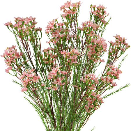 Coral Pink Artificial Wax Flower Stems, Set of 6, 2.6 ft