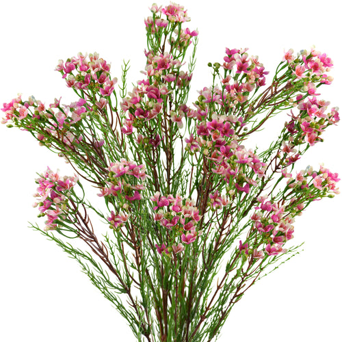 Summer Pink Timeless Charm Wax Flowers, Long Stem Artificial Silk Flowers 6 Stems 2.6ft (78cm) Tall