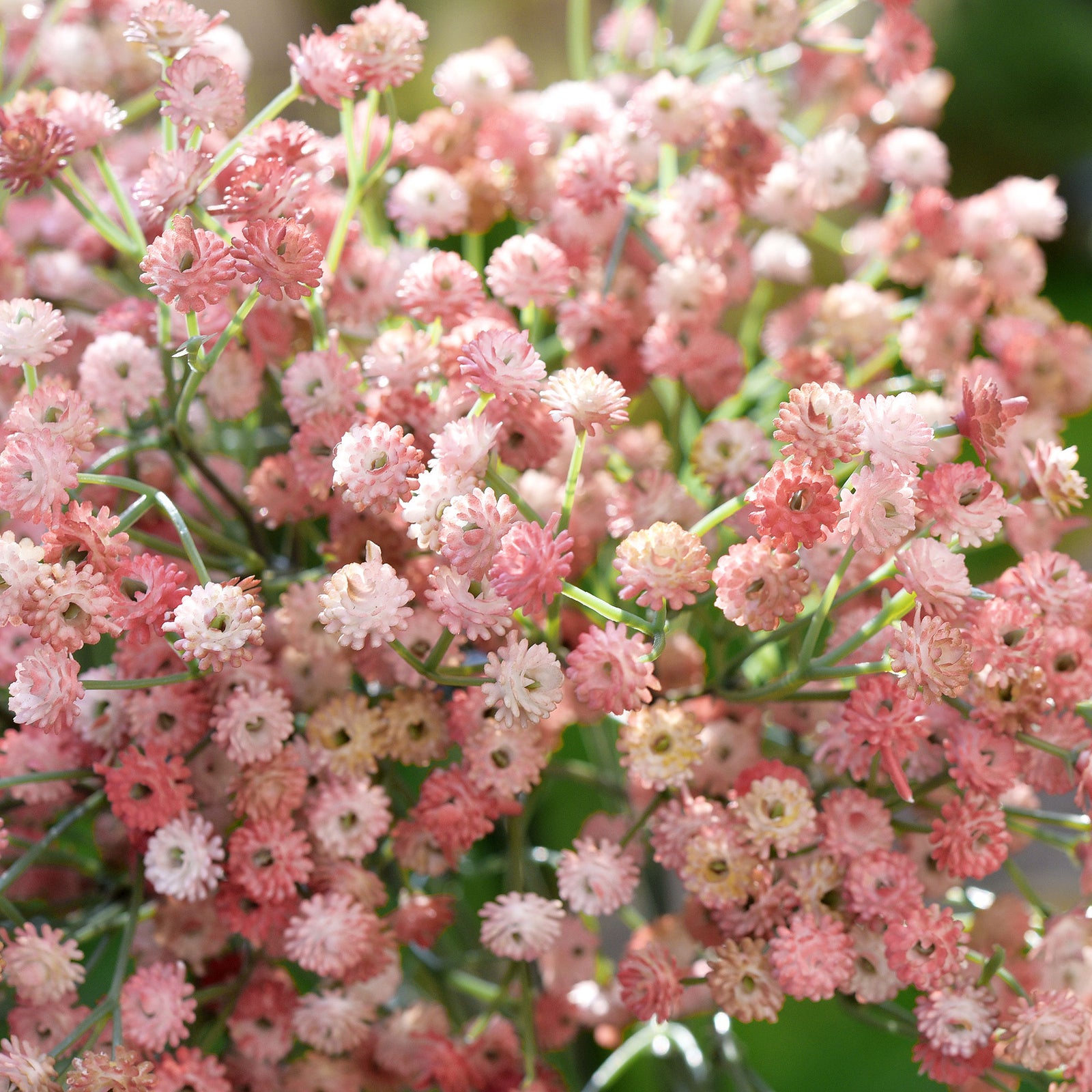 6 Stems 69cm Ruddy Pink Baby’s Breath Artificial Flowers Baby’s Breath Gypsophila Tall Long Stems