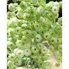 Translation missing: pt-PT.sections.featured_product.gallery_thumbnail_alt
