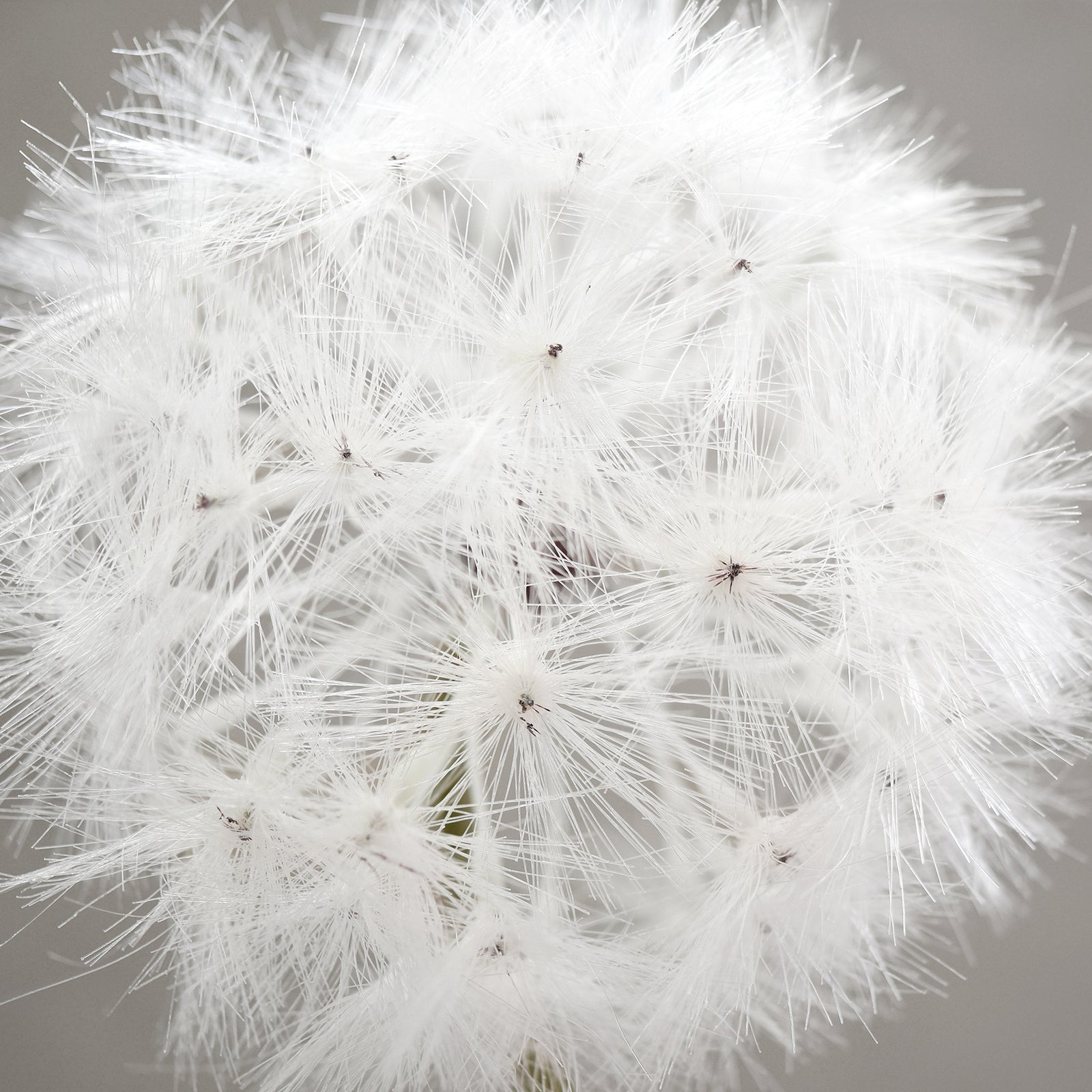 Oversized White Artificial Dandelion Stems, Set of 2