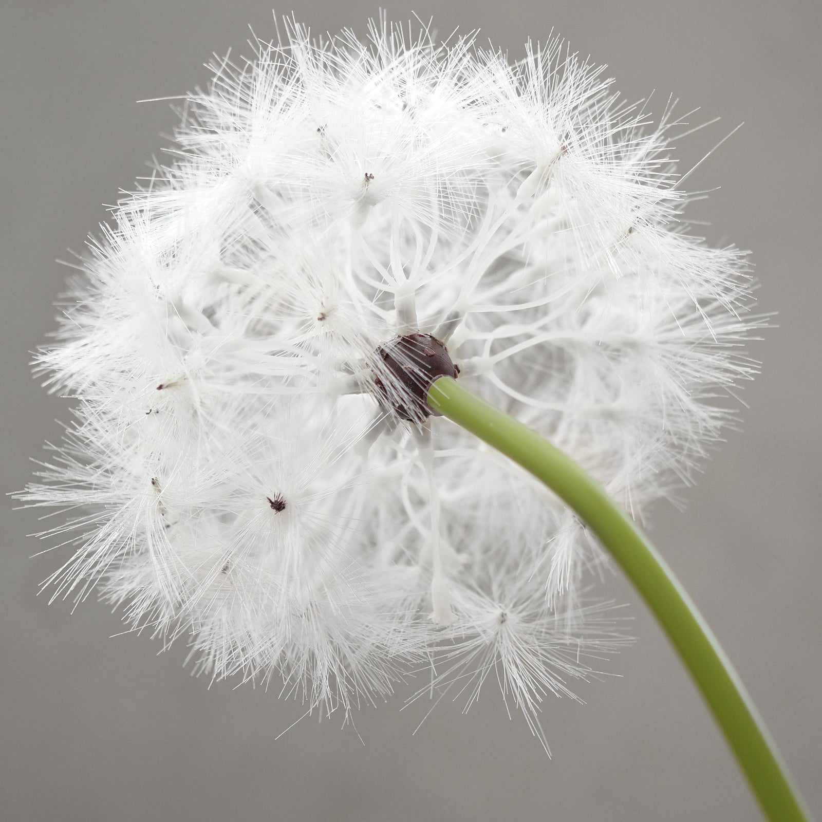 Oversized White Artificial Dandelion Stems, Set of 2