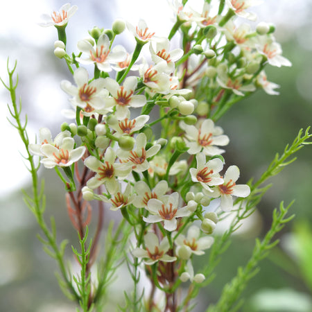 Floral White Artificial Wax Flower Stems, Set of 6, 2.6 ft