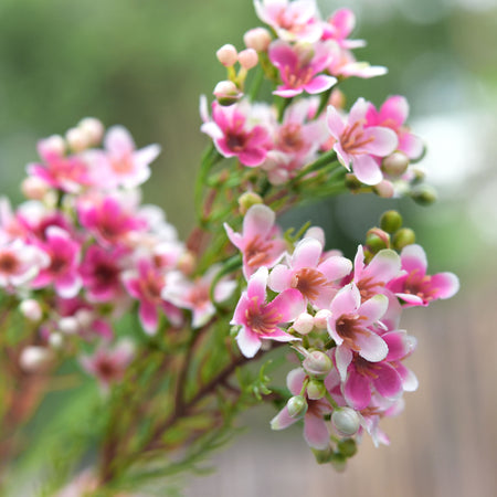 Summer Pink Artificial Wax Flower Stems, Set of 6, 2.6 ft