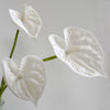 Translation missing: nl.sections.featured_product.gallery_thumbnail_alt
