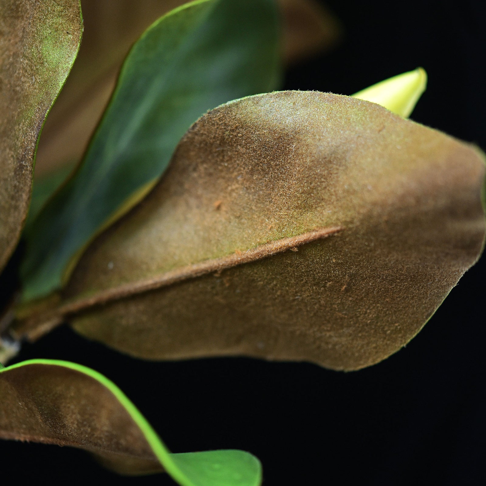 Magnolia Leaf Spray with Buds Artificial Greenery 25 inches