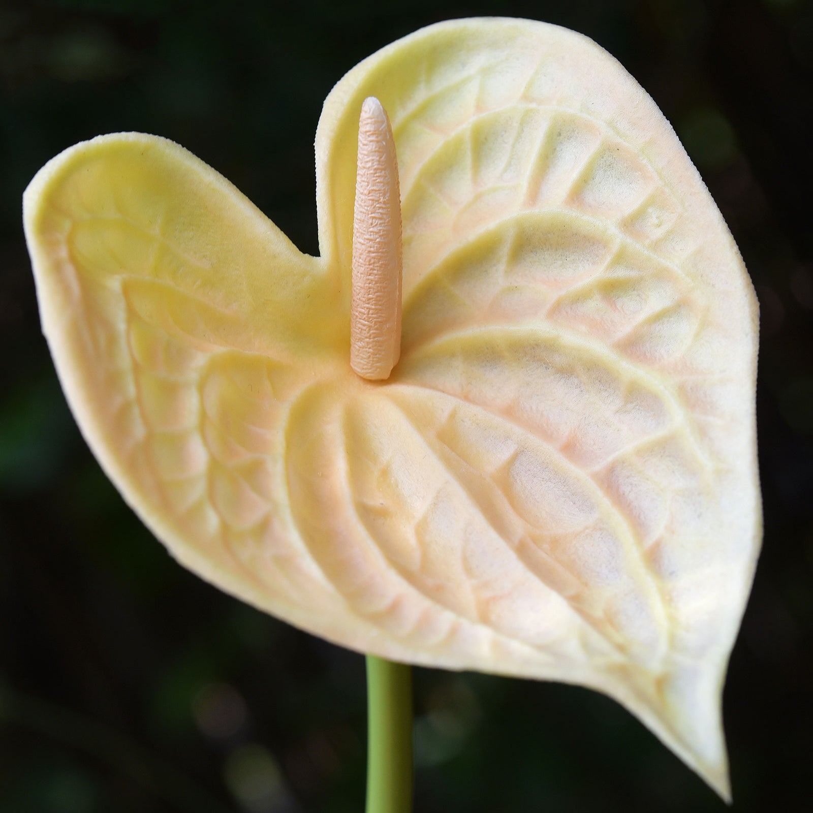 Anthurium Flower 'Peach Yellow' Real Touch Artificial Flowers, 16.5” 4 Stems FiveSeasonStuff Floral