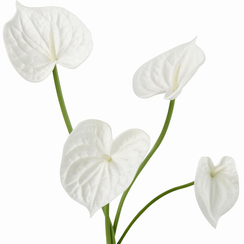 Anthurium Flower 'Seashell White' Real Touch Artificial Flowers, 16.5” 4 Stems FiveSeasonStuff Floral