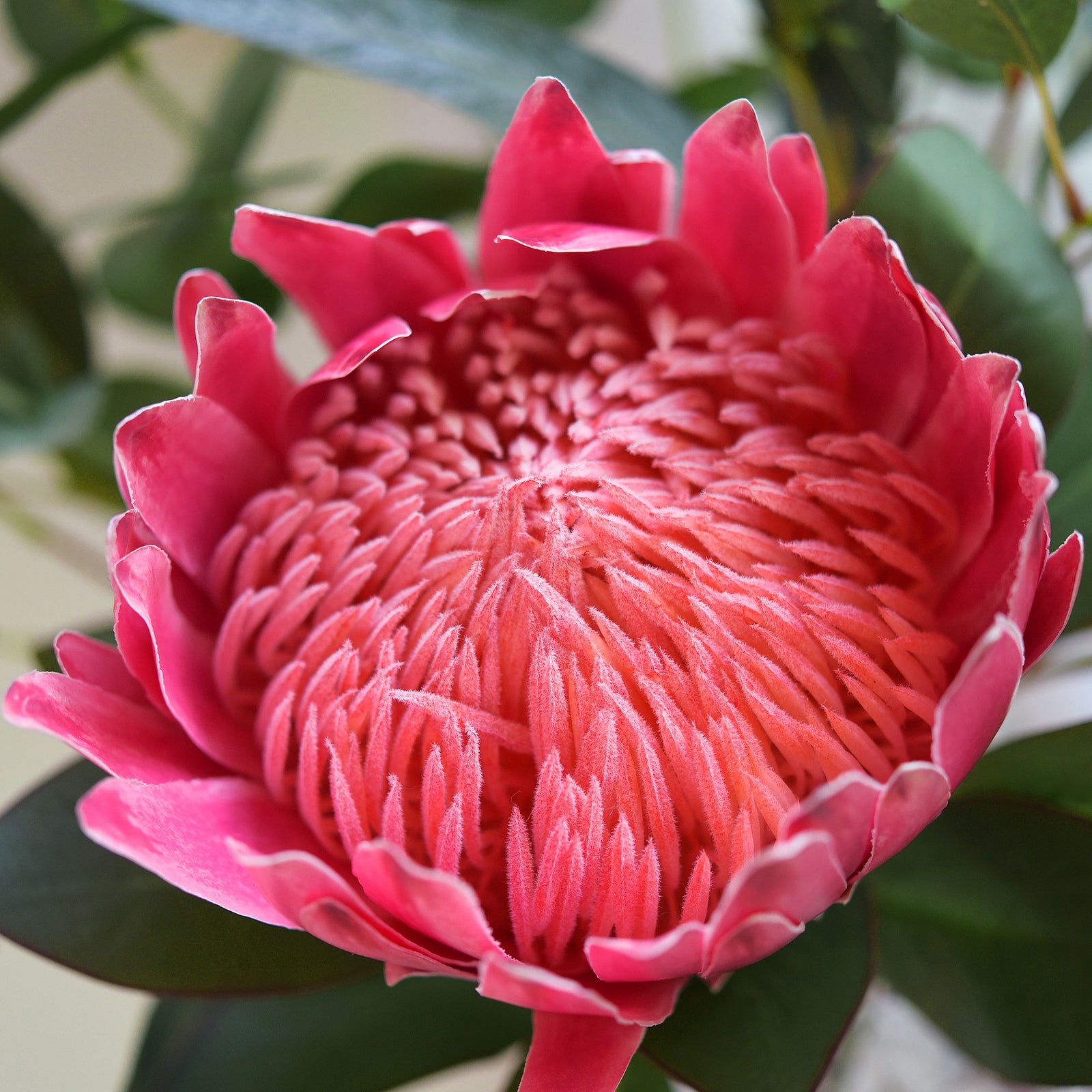 'Crimson Regal Harmony'' Bouquet Royale Burgundy King Protea Arranged with Eucalyptus Leaves Silk Artificial Flowers