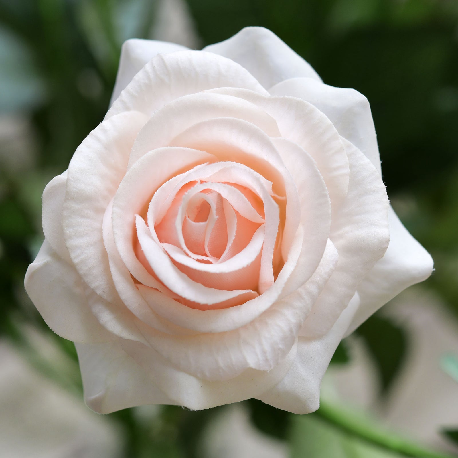 Real Touch 10 Stems Pale Champagne Pink Silk Artificial Roses Flowers ‘Petals Feel and Look like Fresh Roses