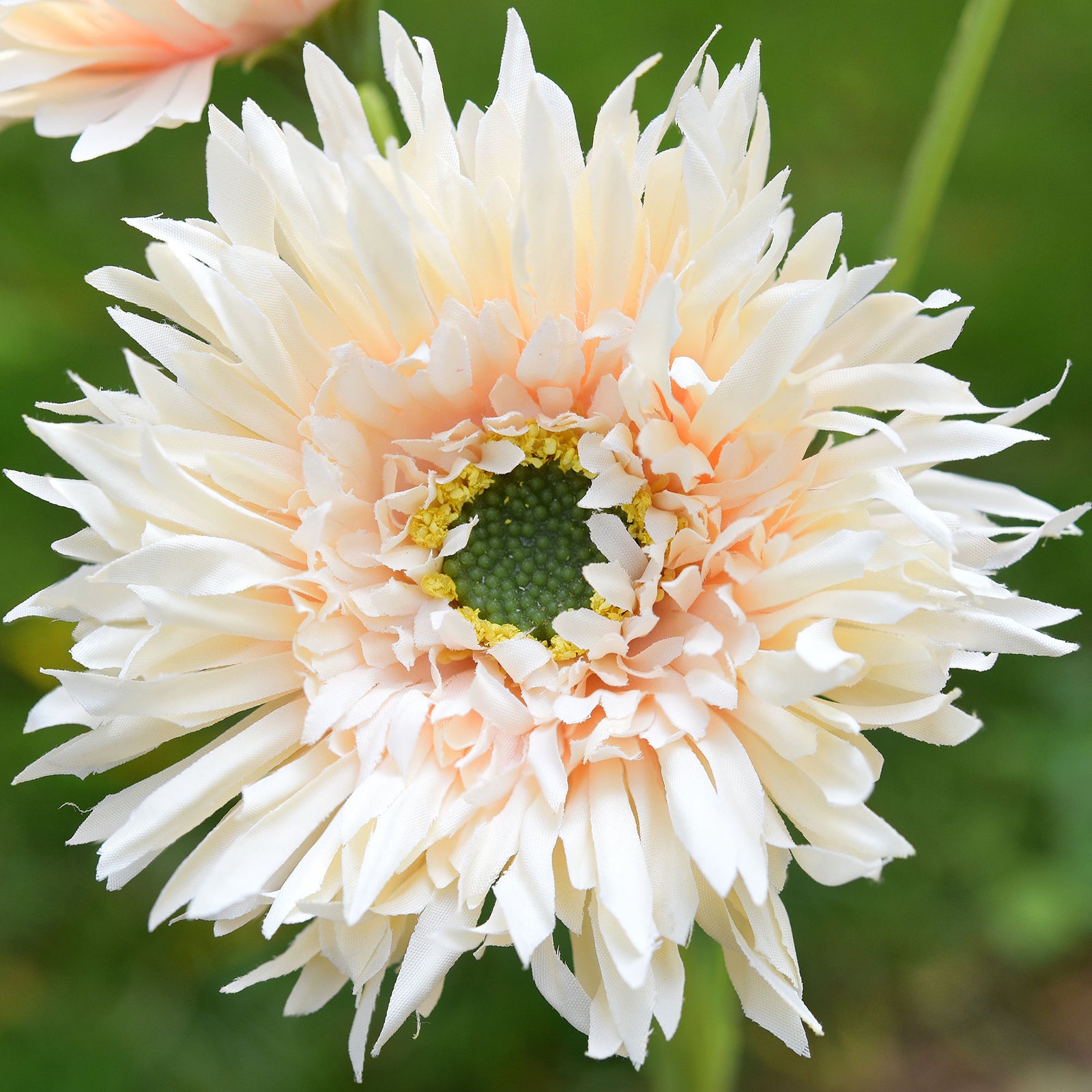 spider daisy plant Light Peach Spider Gerbera Daisies Silk Flowers Real Looking Artificia – FiveSeasonStuff