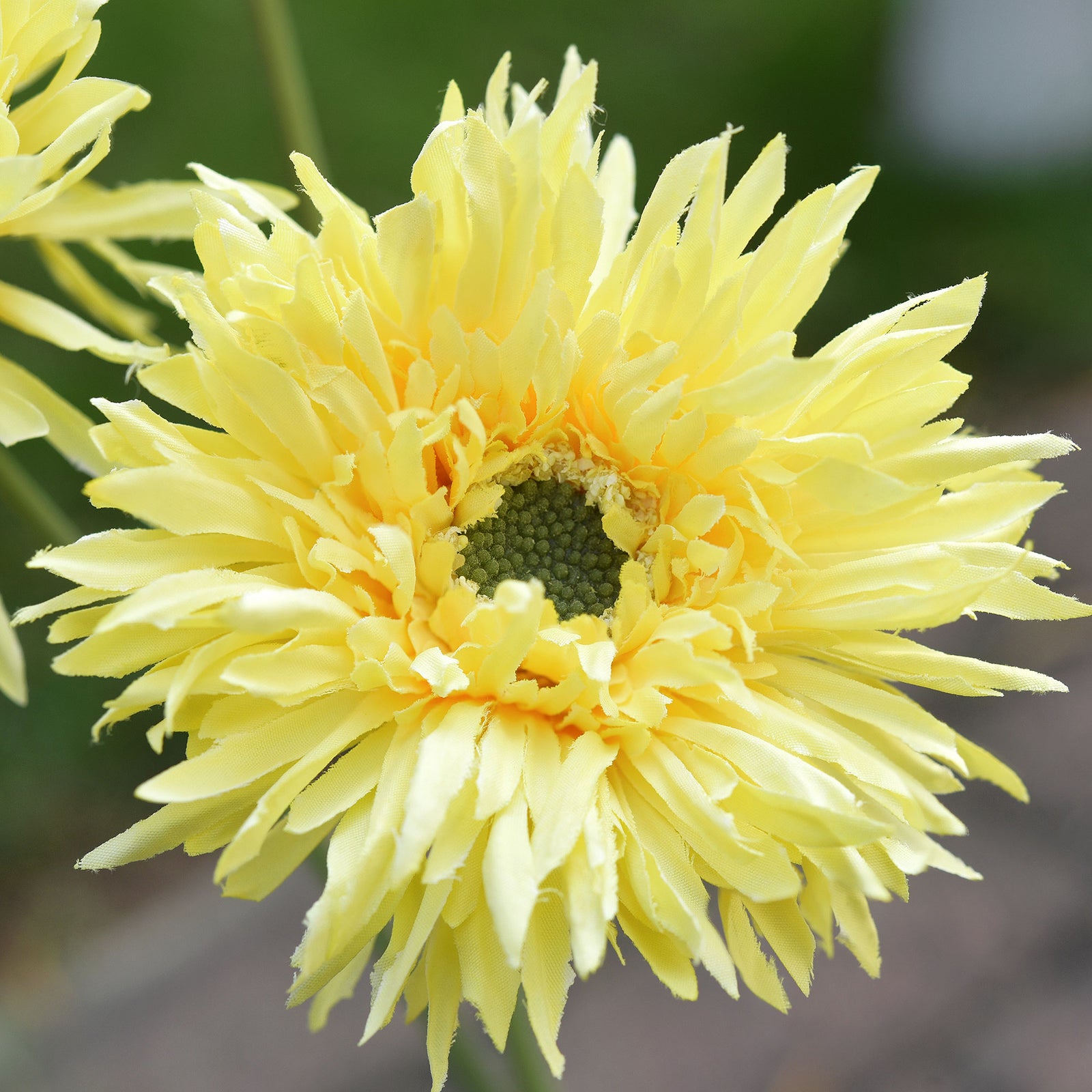 Marigold Yellow Spider Gerbera Daisies Silk Flowers Real Looking Artificial flowers Home Décor 16.5'' (6 Stems) FiveSeasonStuff