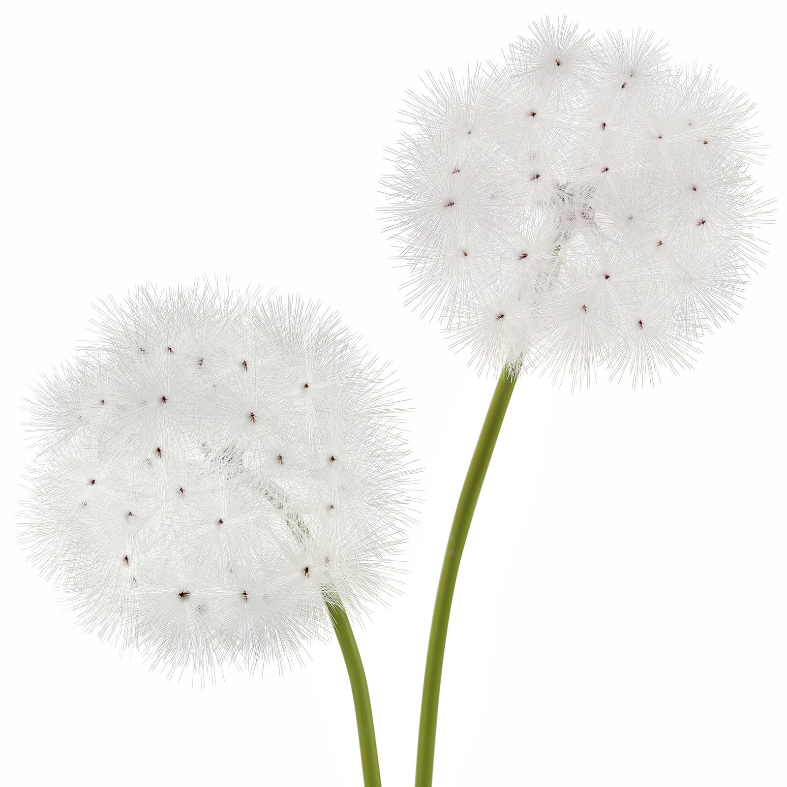 Oversized White Artificial Dandelion Stems, Set of 2