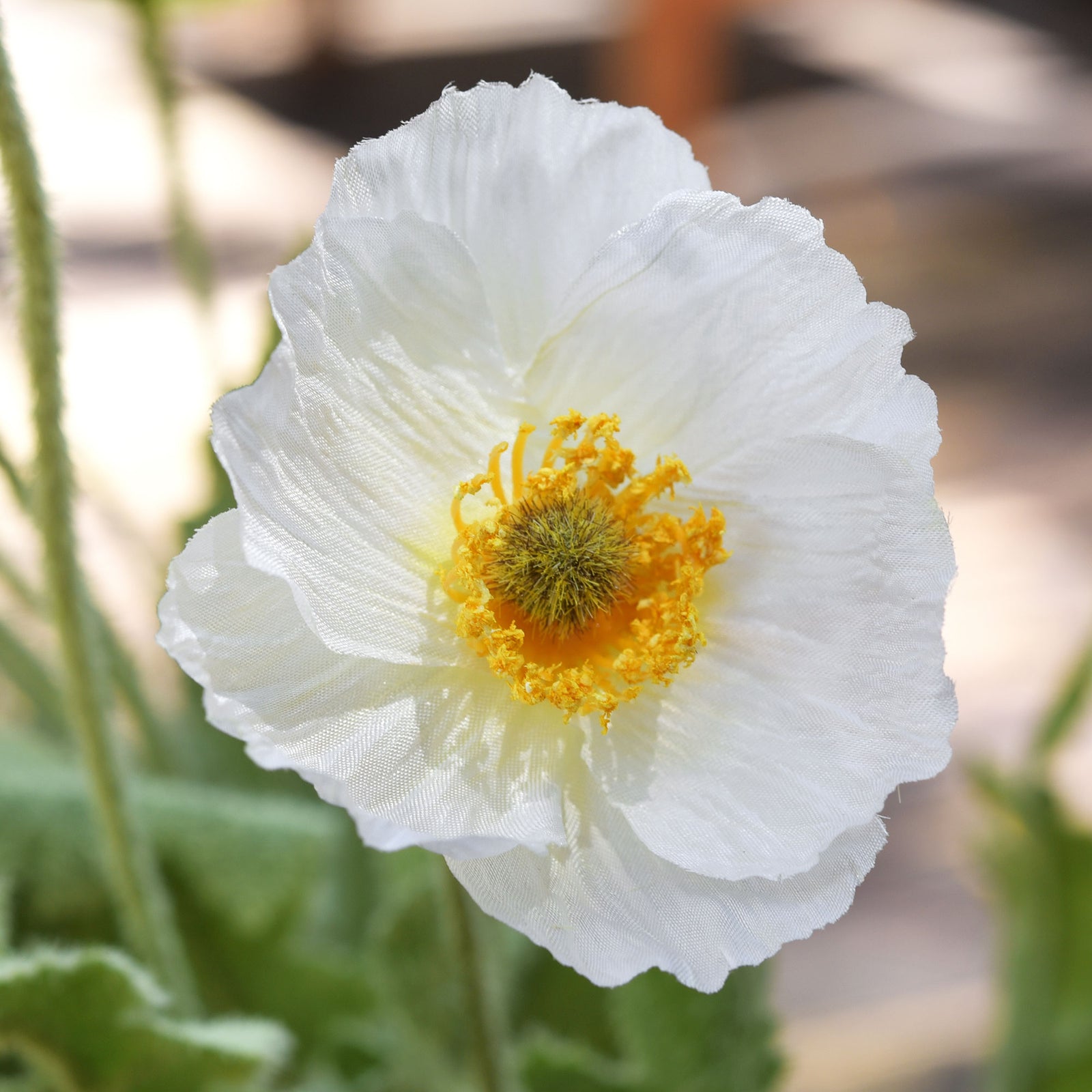 Cream White Silk Poppies Artificial Flower Bouquet for Remembrance Home Wedding 6 Stems 23.6'' (60cm)
