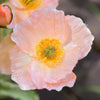 Translation missing: nl.sections.featured_product.gallery_thumbnail_alt
