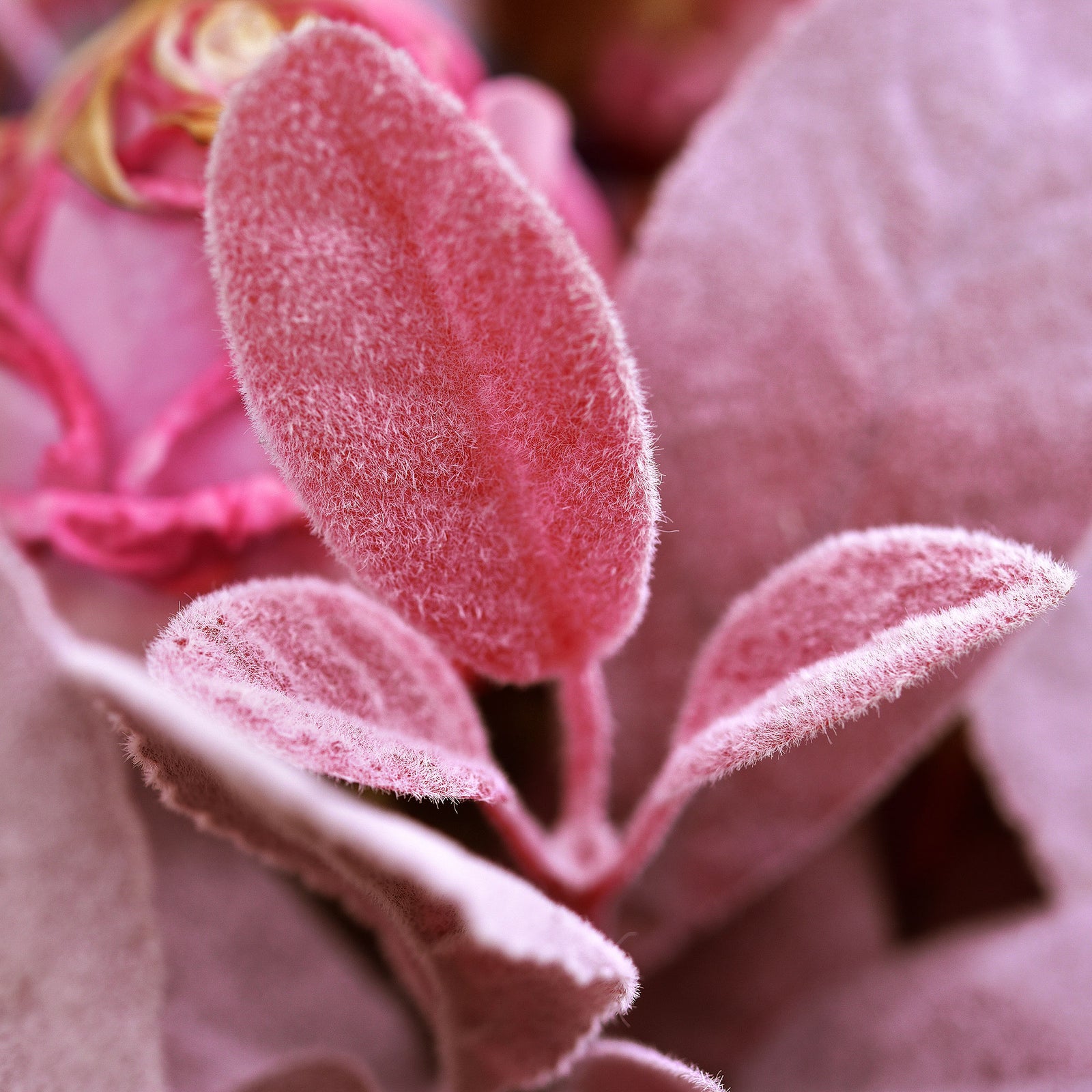 FiveSeasonStuff Lusty Lavender Pink Lamb's Ear Artificial Greenery Bush Plants for Wedding Flower Fillers DIY Bouquets and Floral Arrangements (6 Stems 14 inches Tall)