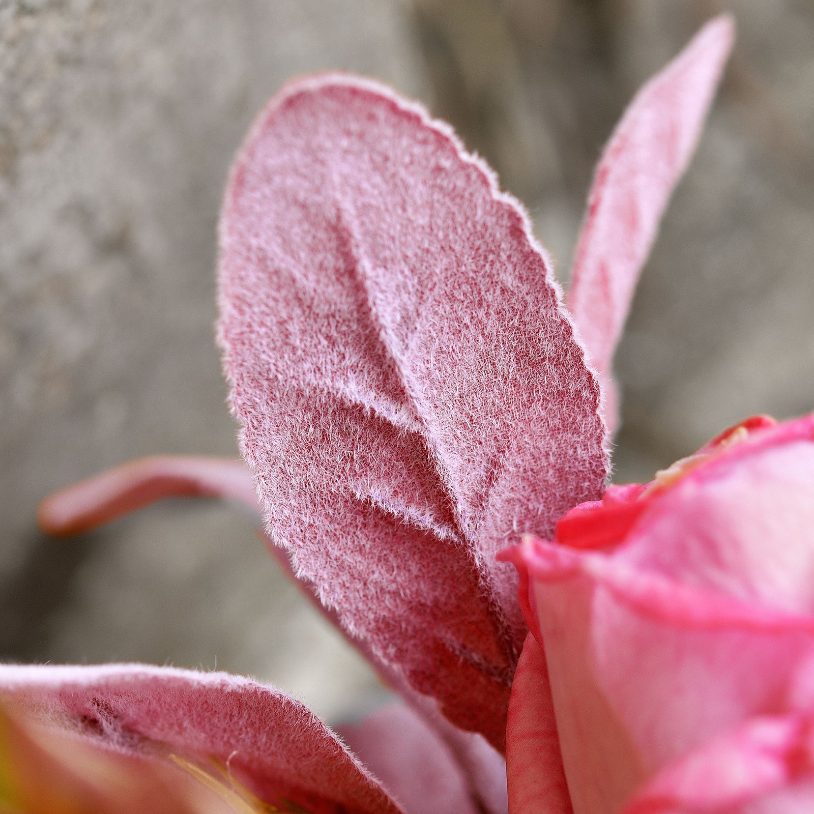 FiveSeasonStuff Lusty Lavender Pink Lamb's Ear Artificial Greenery Bush Plants for Wedding Flower Fillers DIY Bouquets and Floral Arrangements (6 Stems 14 inches Tall)