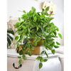 Translation missing: pt-PT.sections.featured_product.gallery_thumbnail_alt
