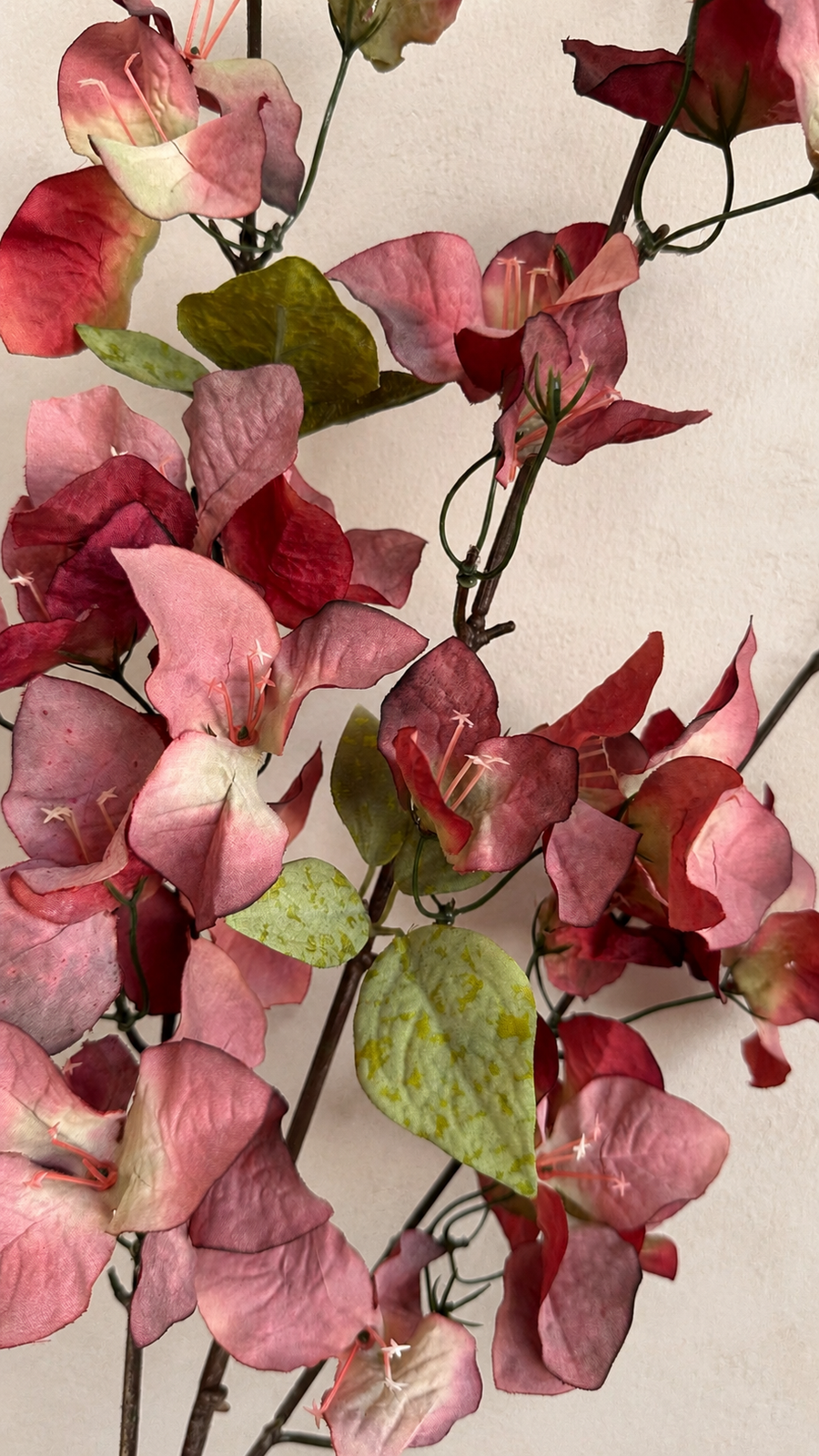 Close-up of Wine Burgundy artificial bougainvillea flowers and green leaves