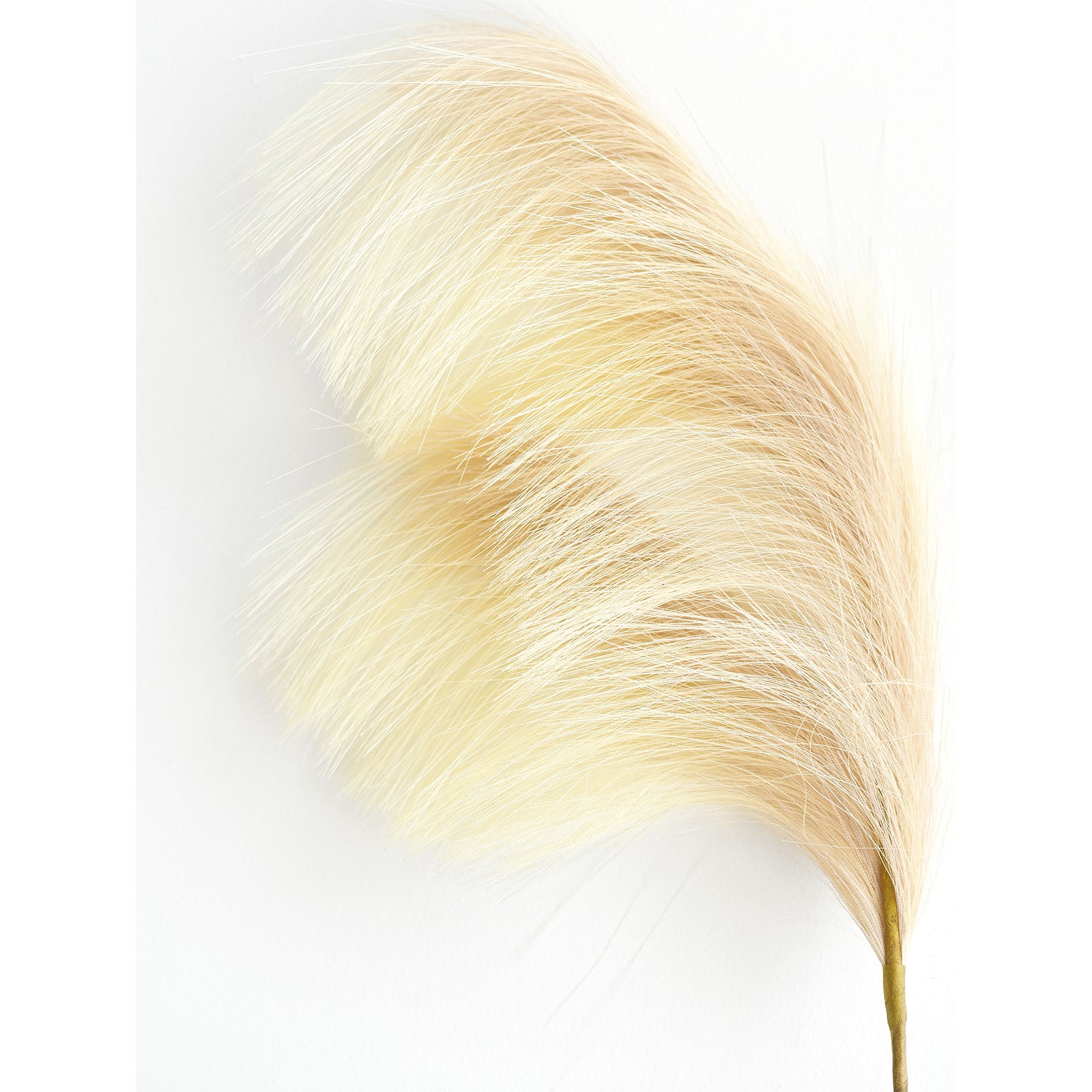A close-up shot of fluffy beige pampas grass, perfect for adding texture and a natural, soft touch to floral arrangements or home decor.