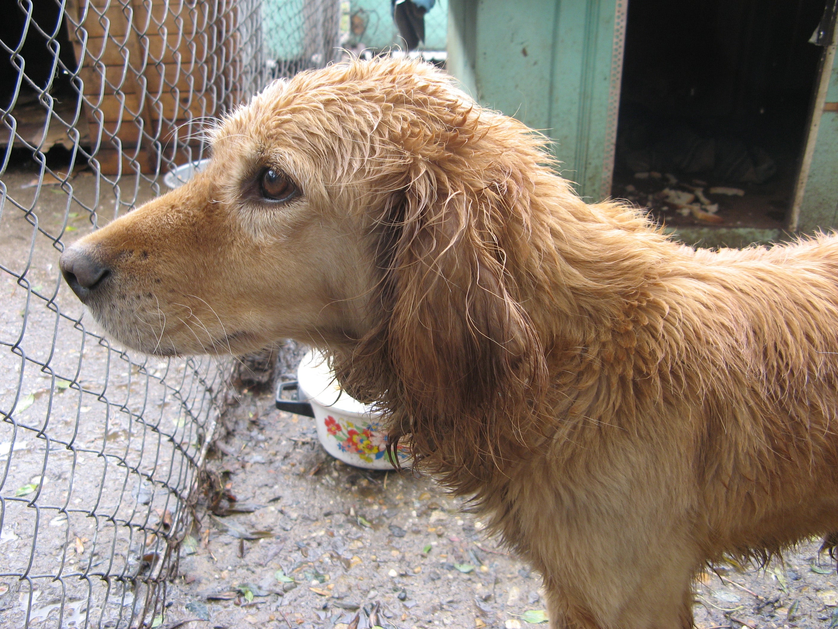 adopt a dog from loving all animals