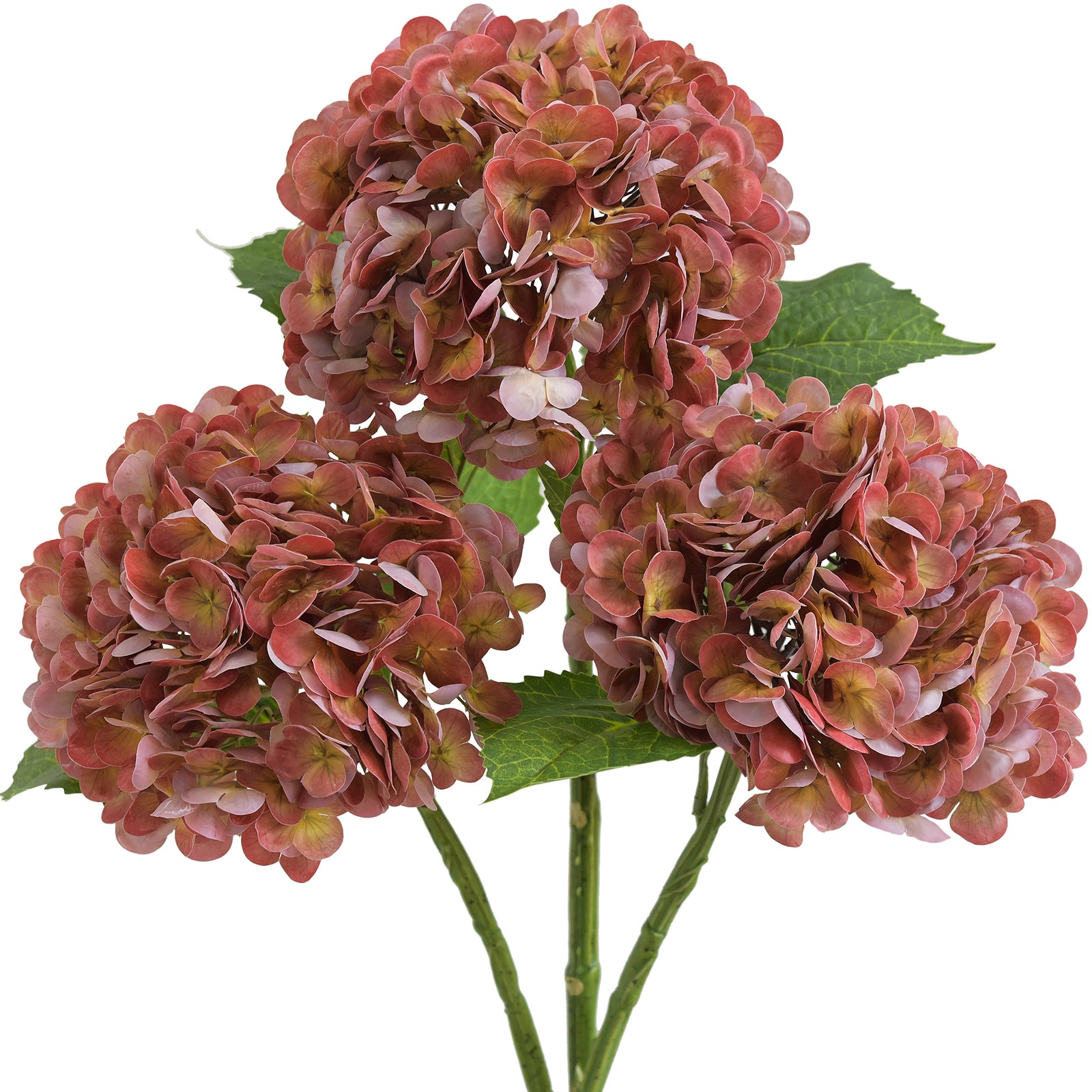 Three antique brick rose hydrangea stems with green leaves against a white background.