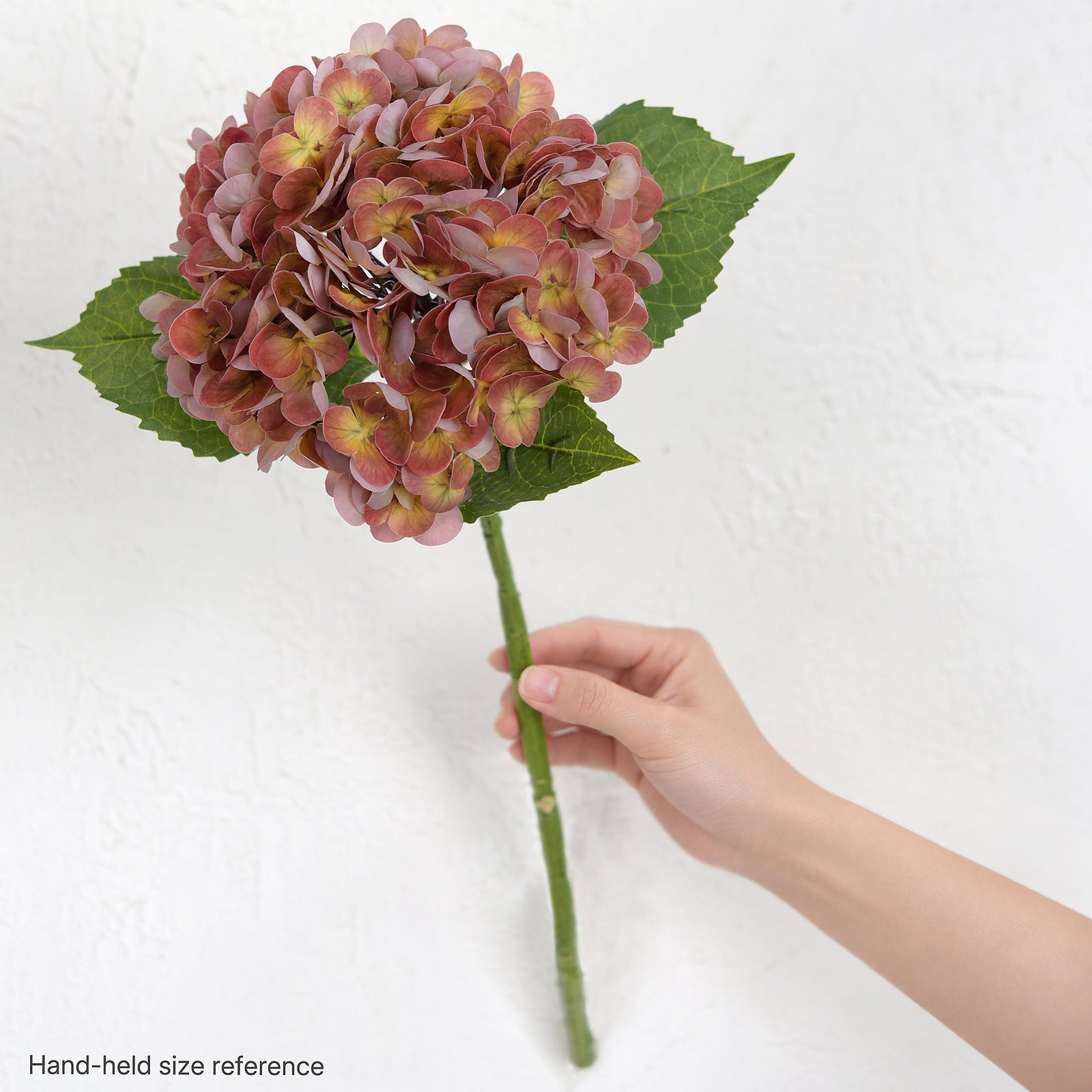One antique brick rose hydrangea stem held in a hand against a white wall for scale.