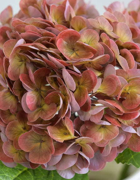 Close-up of antique brick rose hydrangea petals with coral, rose and earthy green shading.