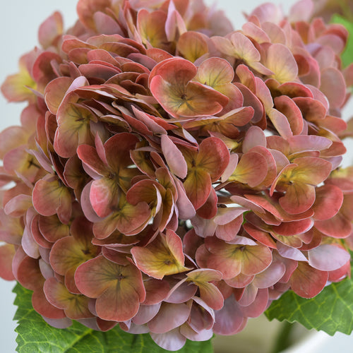 Close-up of antique brick rose hydrangea petals with coral, rose and earthy green shading.