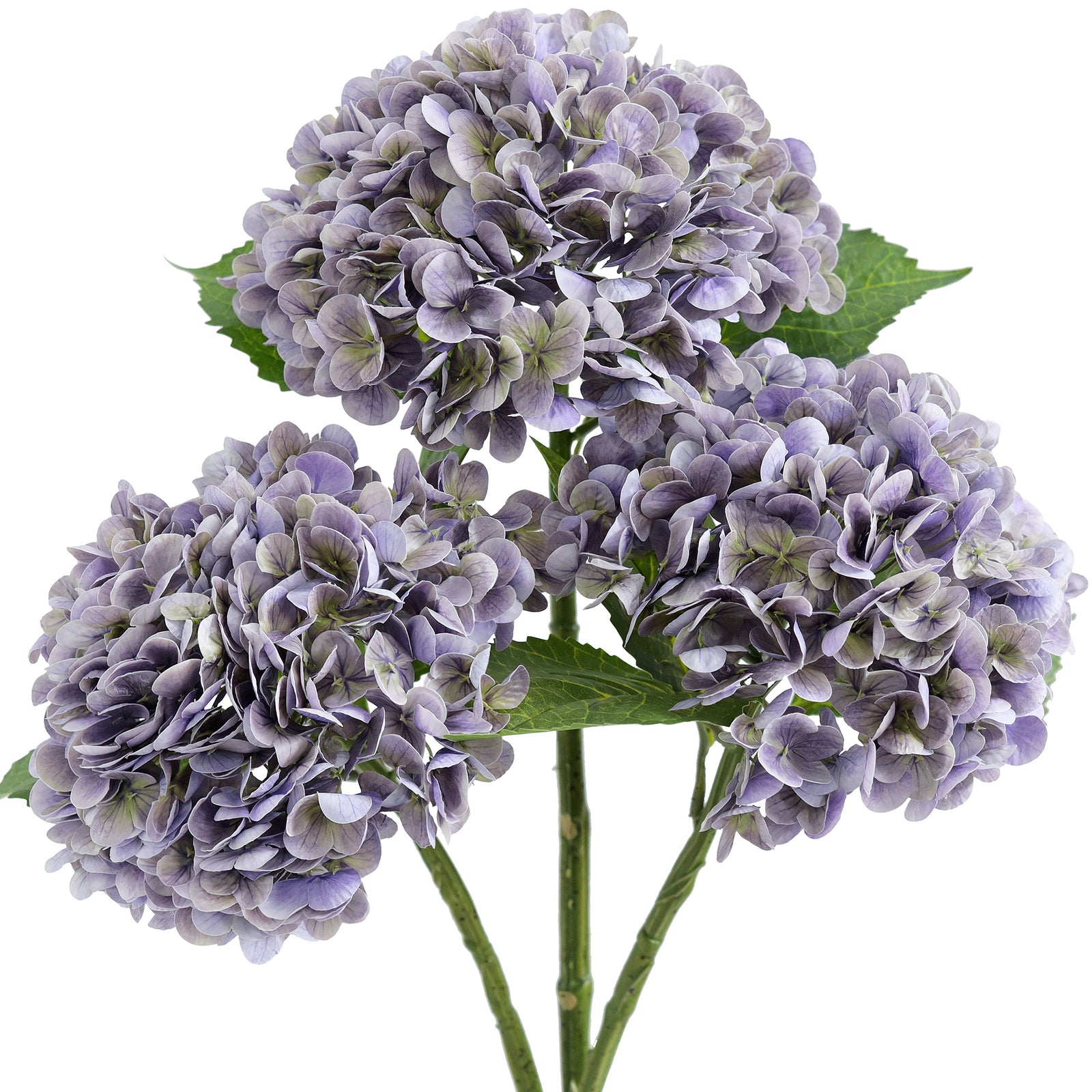 Three antique lavender hydrangea stems with green leaves against a white background.