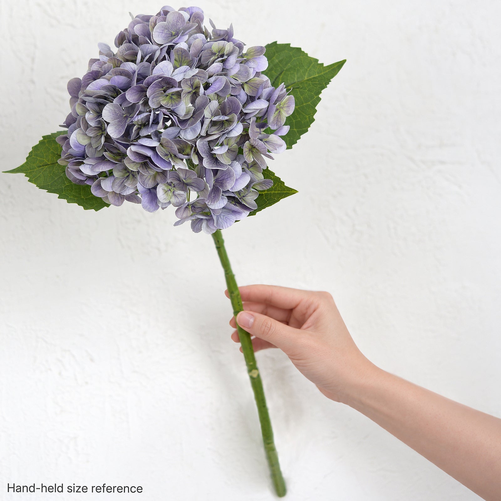 One antique lavender hydrangea stem held in a hand against a white wall for scale.