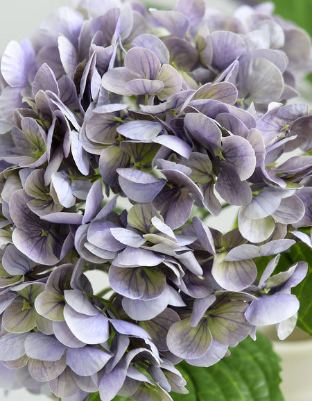 Close-up of antique lavender hydrangea petals with purple-gray shading and pale green accents.