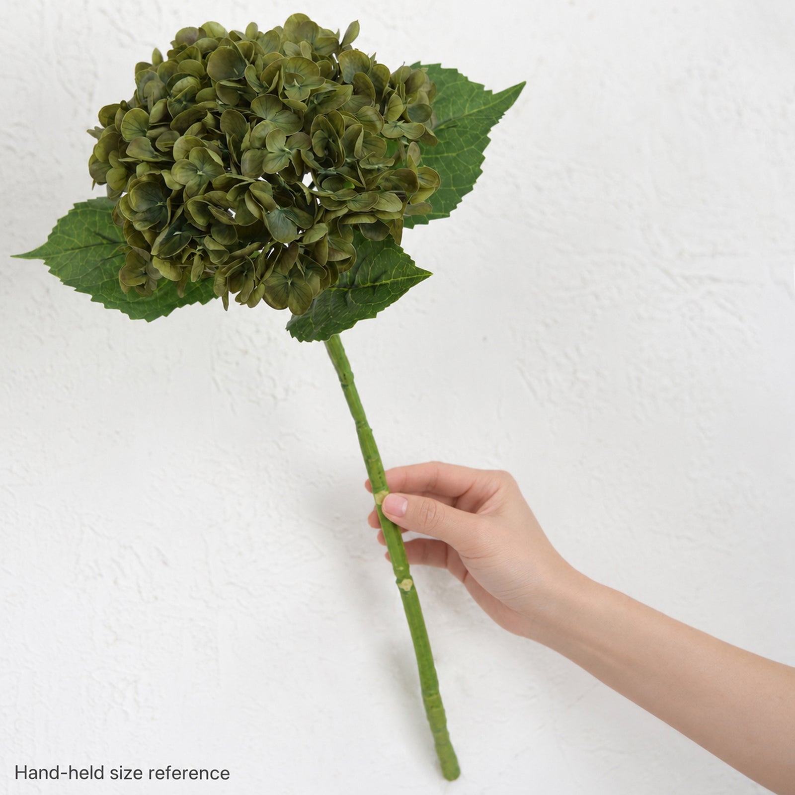 One antique olive hydrangea stem held in a hand against a white wall for scale.
