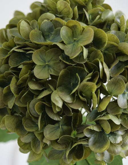 Close-up of antique olive hydrangea petals with darker green shading.