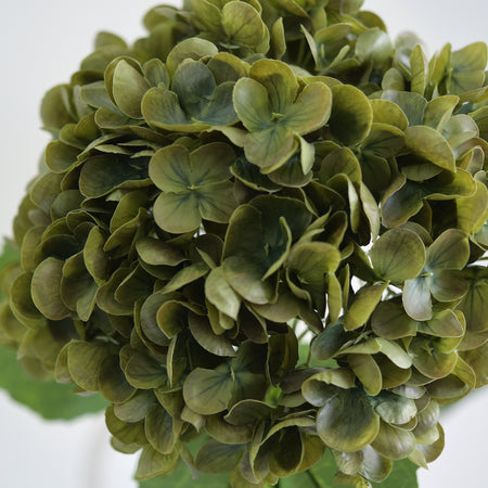 Close-up of antique olive hydrangea petals with darker green shading.