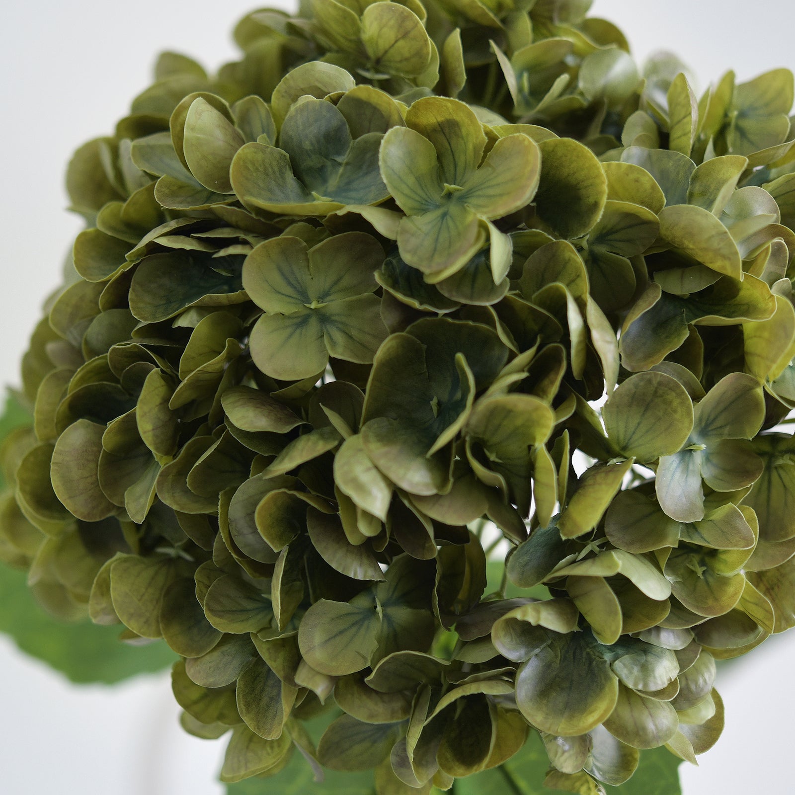 Close-up of antique olive hydrangea petals with darker green shading.