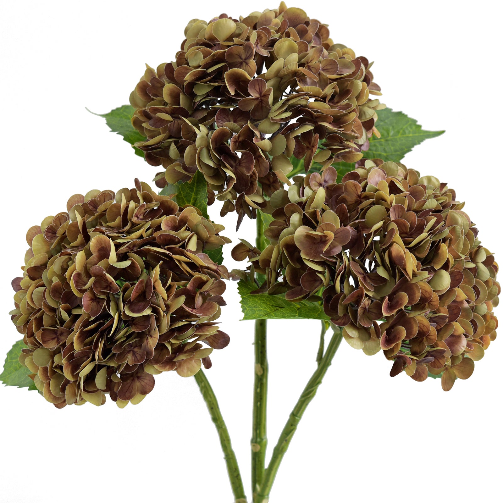 Three antique russet hydrangea stems with green leaves against a white background.