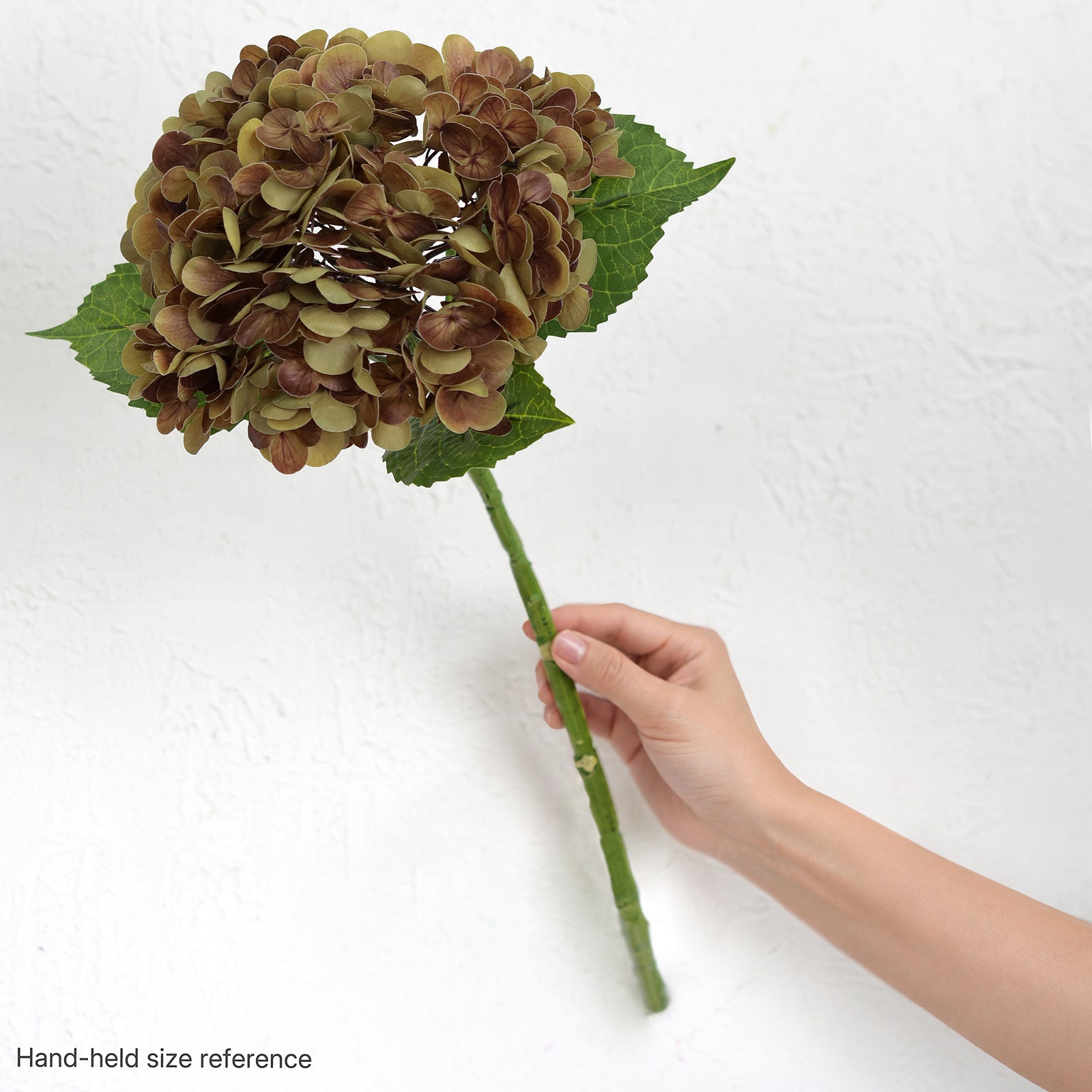 One antique russet hydrangea stem held in a hand against a white wall for scale.