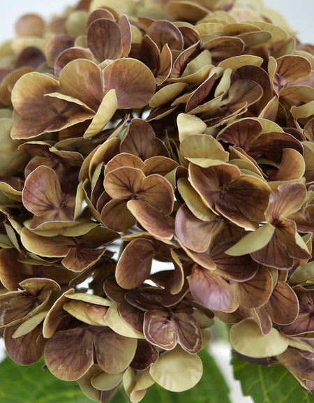 Close-up of antique russet hydrangea petals with brown and olive shading.