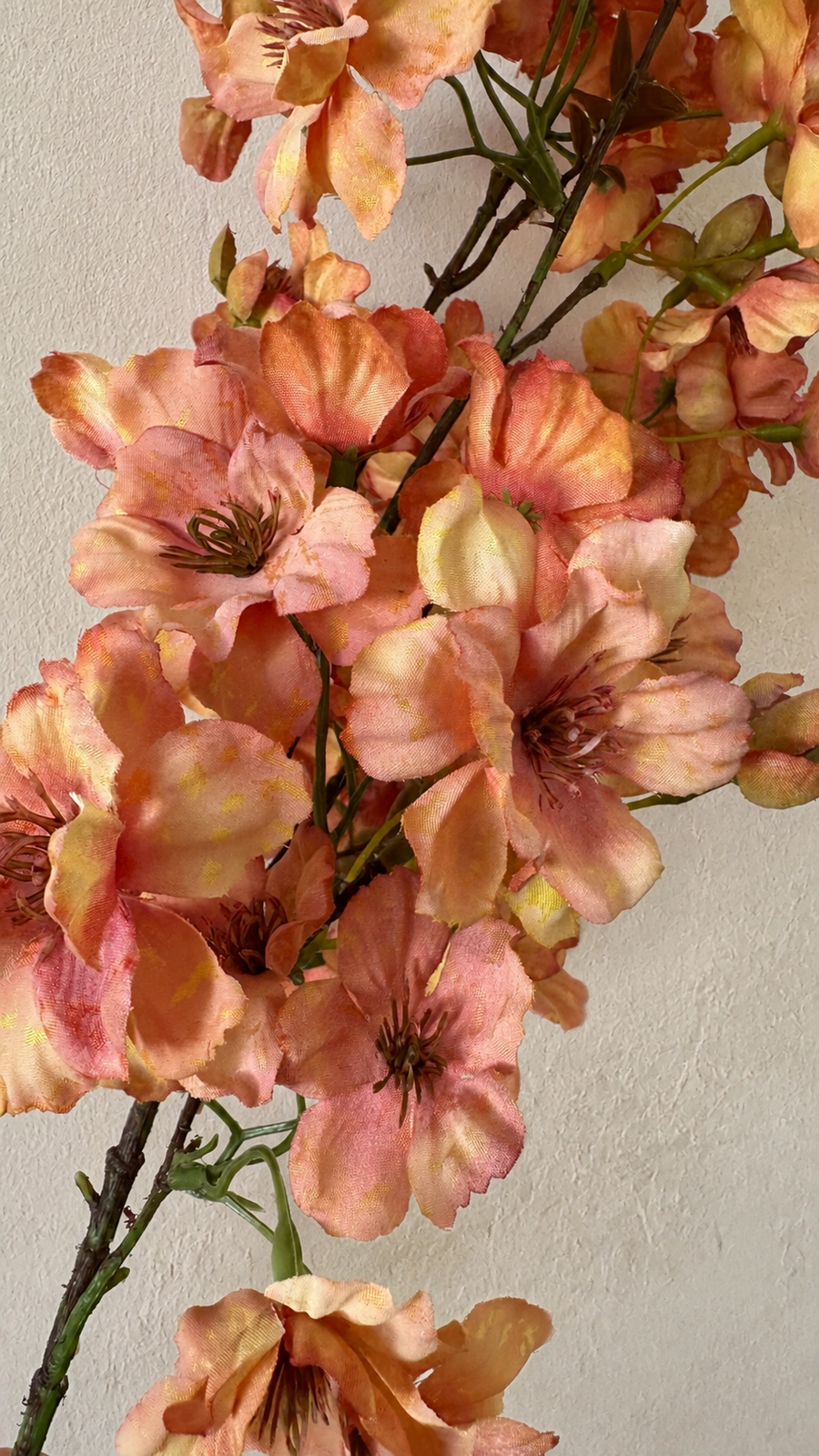 Close-up of autumn apricot cherry blossom flowers with shaded petals and brown centers