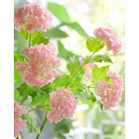 Close-up of blush pink snowball viburnum flower clusters and green leaves in soft sunlight.