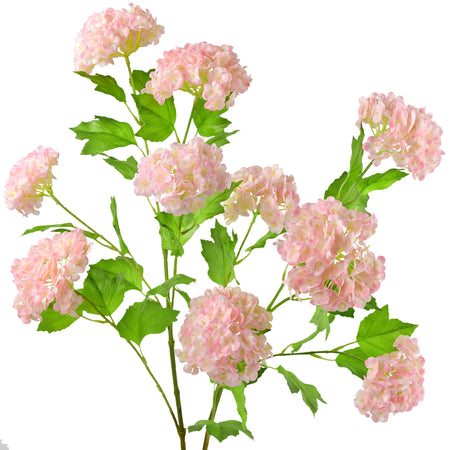 Blush pink snowball viburnum flower clusters and green leaves against a white background.