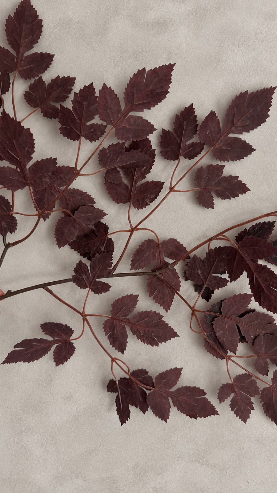 Close-up of dark burgundy maple leaves and fine branching stems on a gray background.