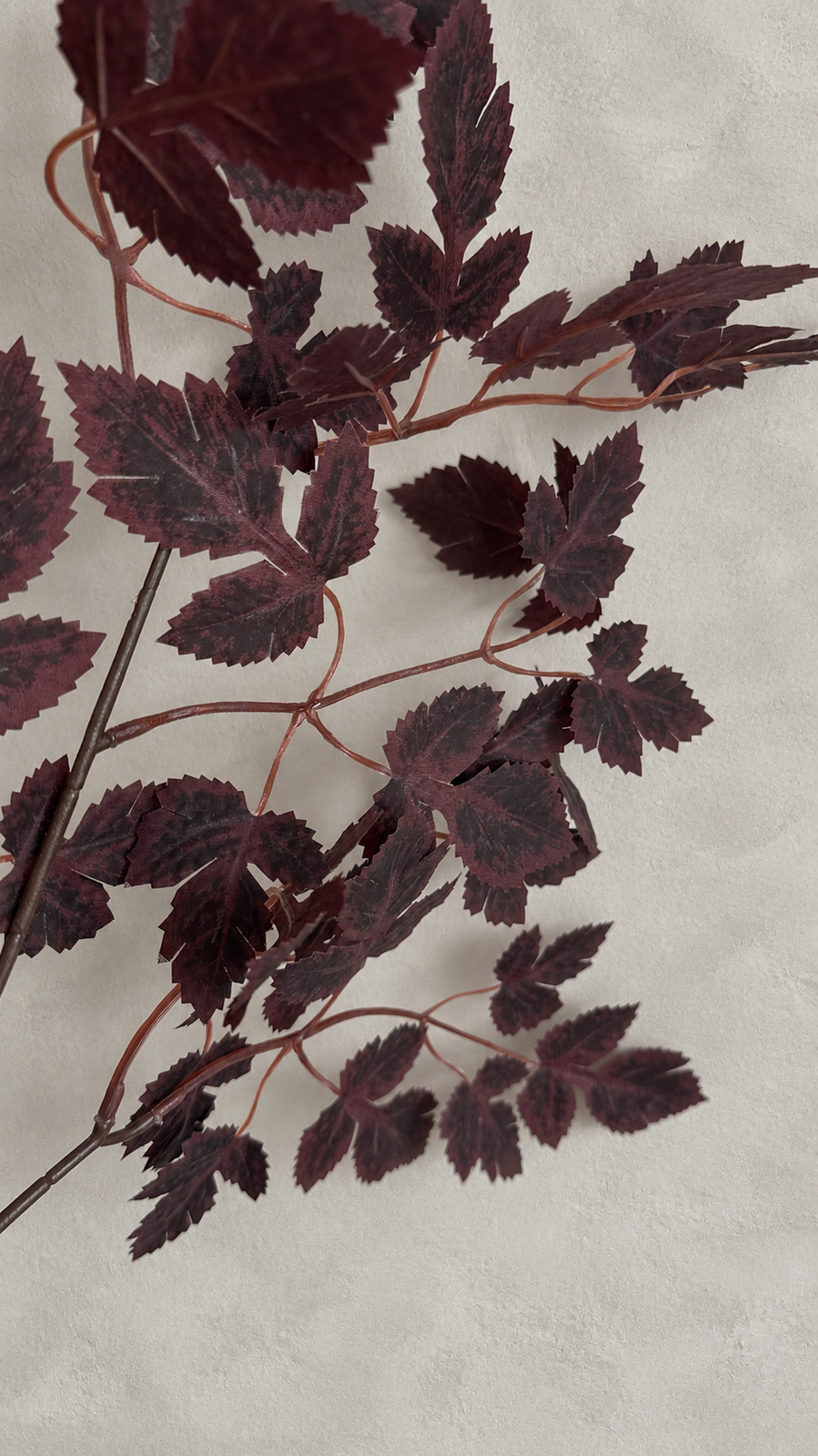 Close-up of burgundy maple leaves with mottled shading and visible veins.