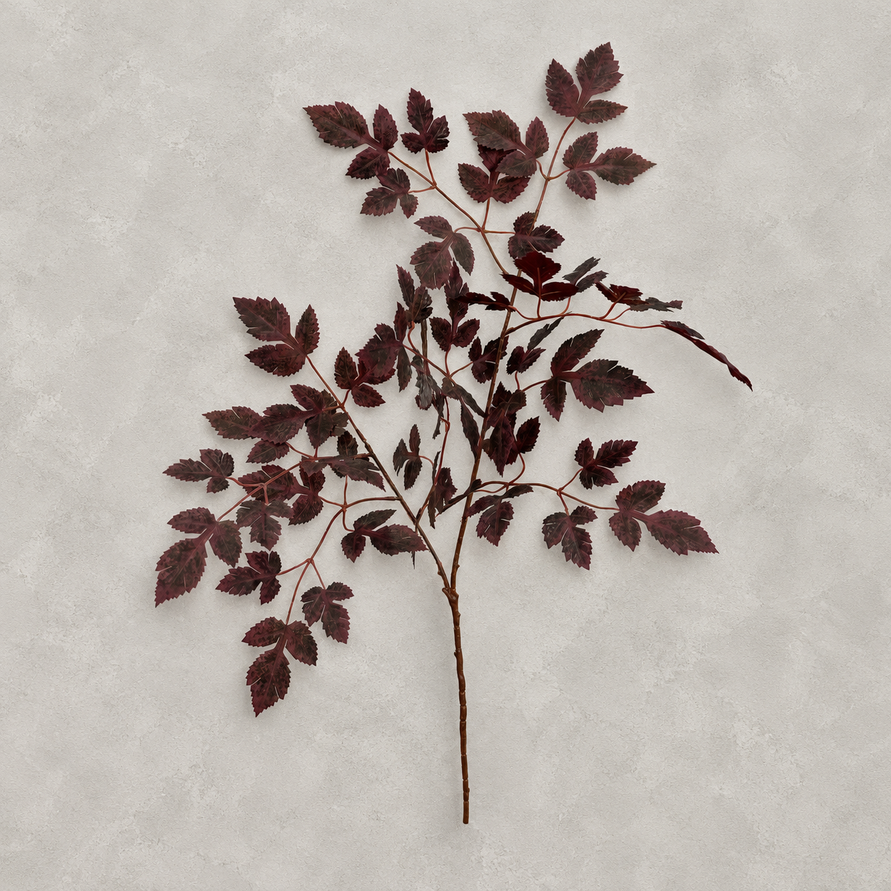 Single burgundy foliage branch laid against a light gray background.