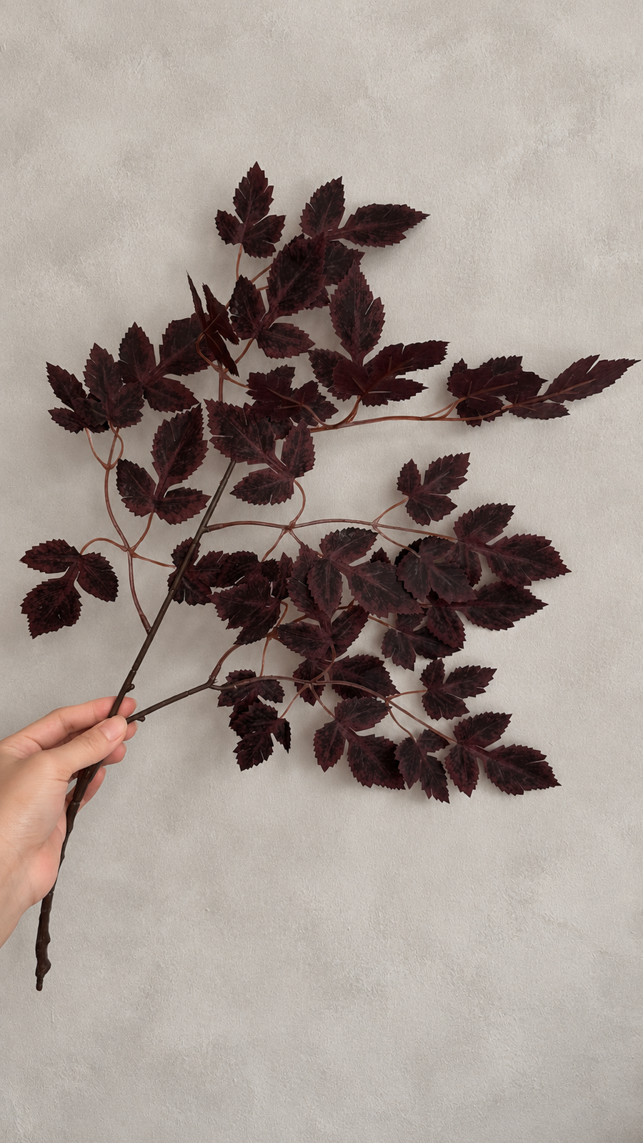 Hand-held burgundy maple branch with spreading side stems against a pale wall.