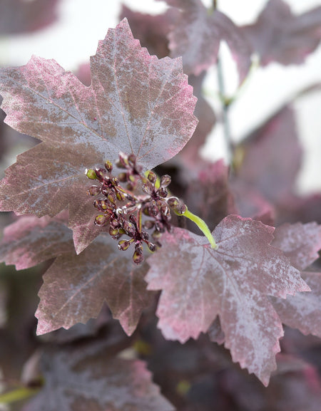 Close-up of cloth maple leaves showing dusty mauve brown shading, pale gray mottling, veins and small decorative clusters.