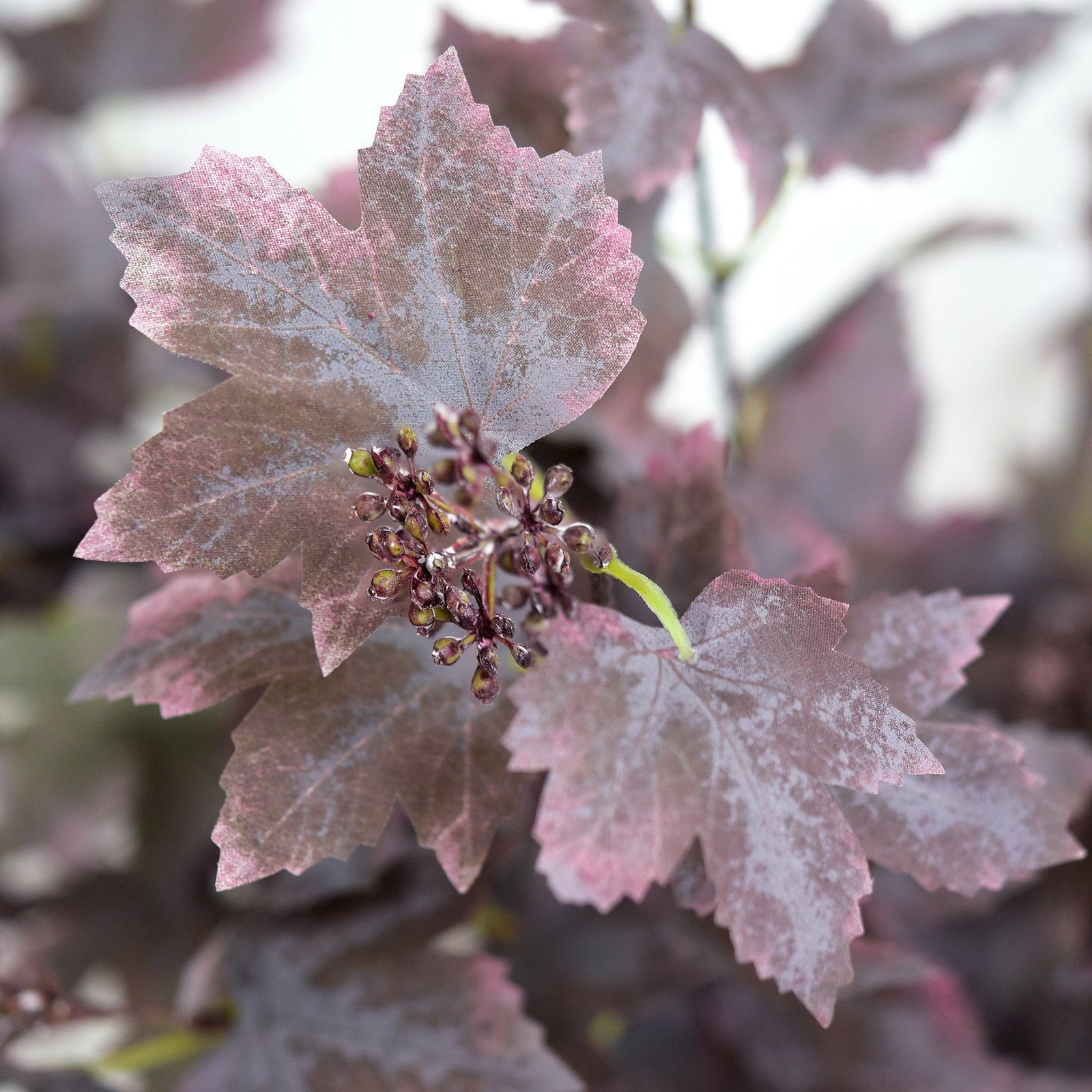 Close-up of cloth maple leaves showing dusty mauve brown shading, pale gray mottling, veins and small decorative clusters.