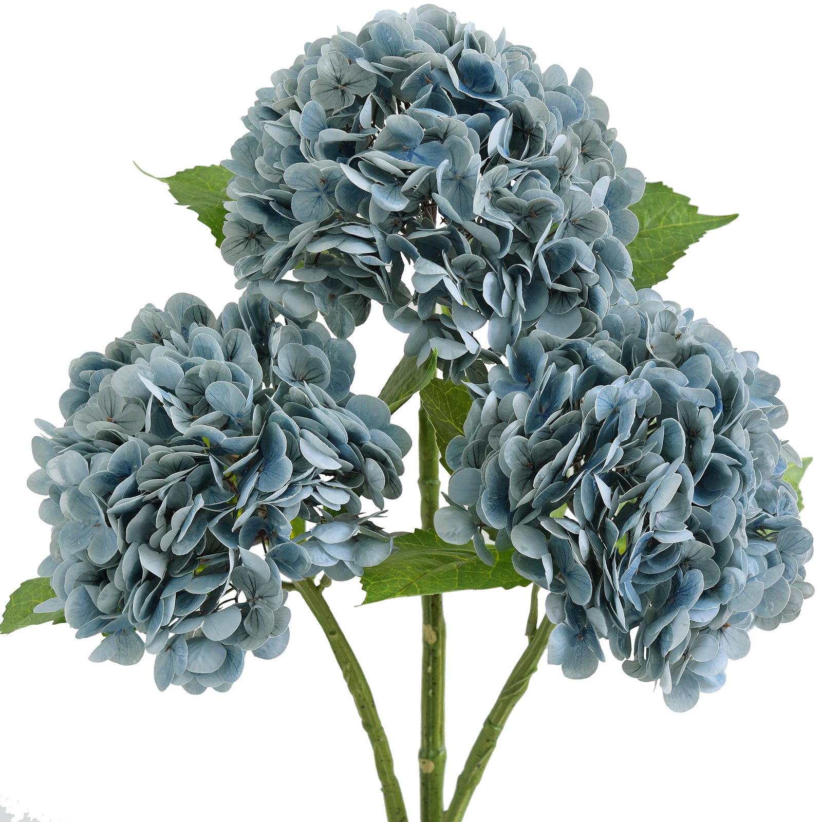 Three dusty slate blue hydrangea stems with green leaves against a white background.